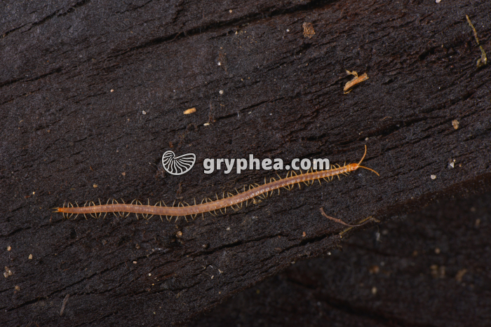 Géophile - gryphea.com